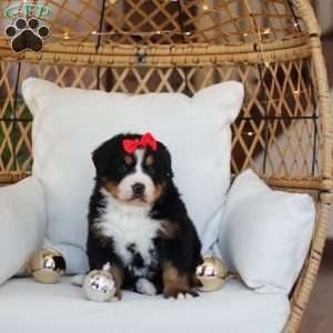 Princess Star, Bernese Mountain Dog Puppy